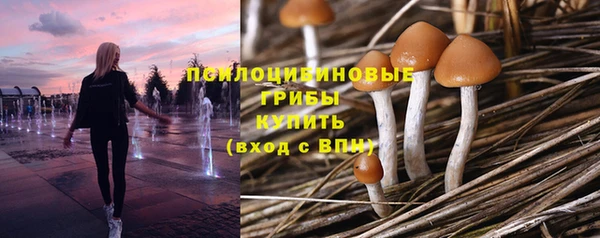 сатива Горняк